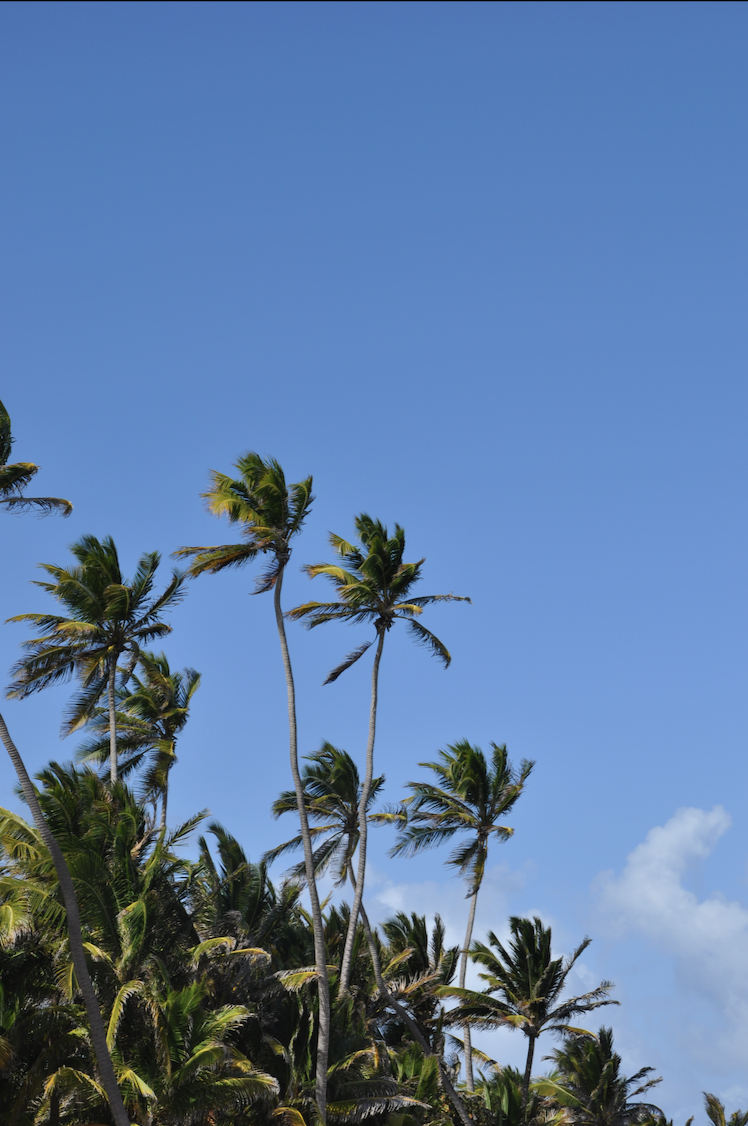 Palmier en Martinique