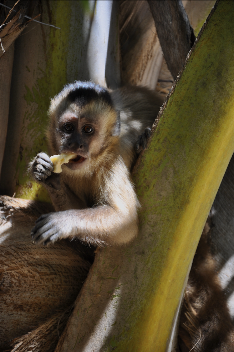 Singe dans des arbres